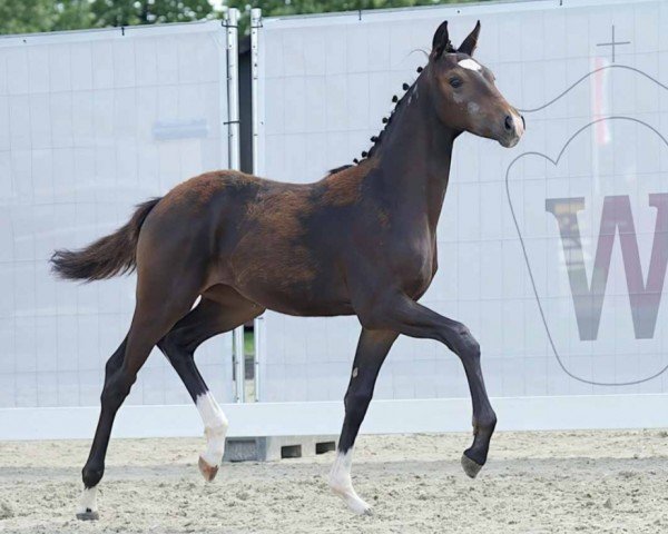 horse Zappalotti (Westphalian, 2023, from Zoom)