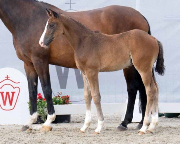 Pferd Hengst von Diamantenglanz / Floresco (Westfale, 2023, von Diamantenglanz)