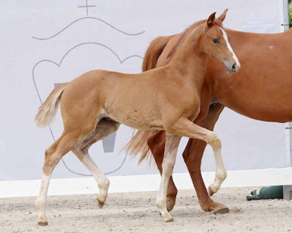 horse Fallou (Westphalian, 2023, from Fanegro)