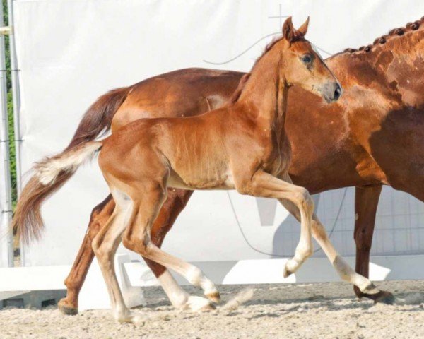 horse Fulminant (Westphalian, 2023, from Flashdancer)