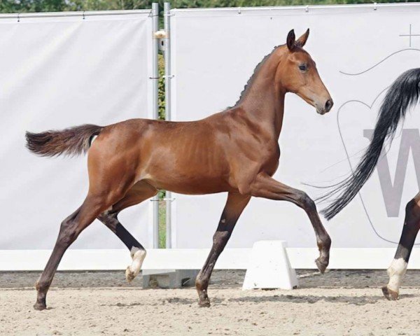 horse Sambuca (Westphalian, 2023, from Skyline To B)