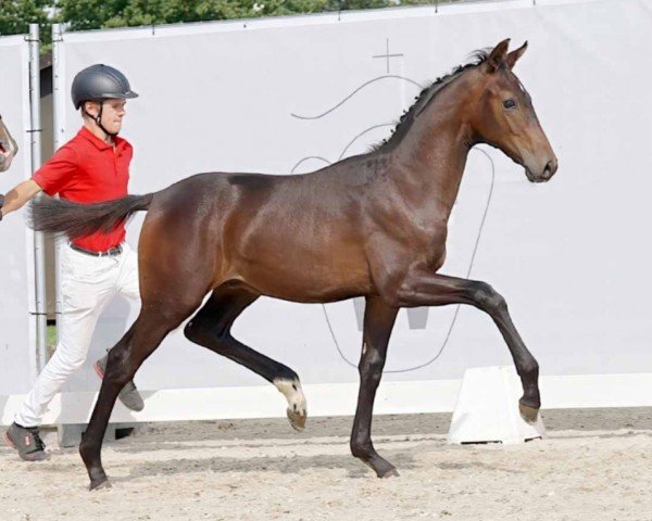 horse Matheo JD (Westphalian, 2023, from Majestic Taonga)