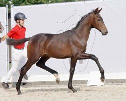 horse Matheo JD (Westphalian, 2023, from Majestic Taonga)