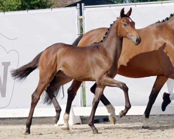 horse Stute von Franziskus / Hickstead White (Westphalian, 2023, from Franziskus FRH) horse Stute von Franziskus / Hickstead White (Westphalian, 2023, from Franziskus FRH)