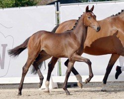 horse Stute von Franziskus / Hickstead White (Westphalian, 2023, from Franziskus FRH)