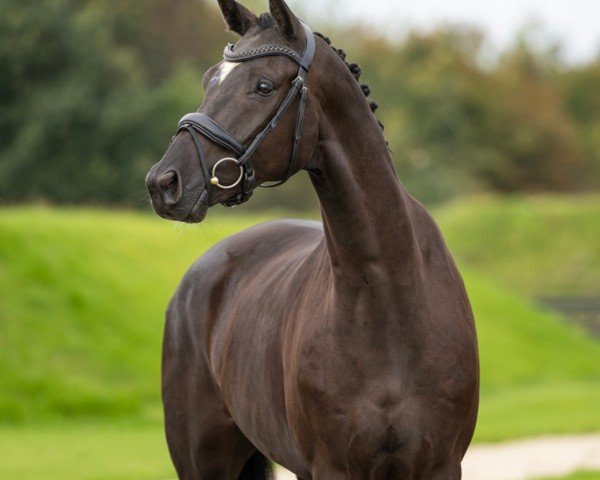 horse Galiano (Oldenburg, 2018, from Kastel's Grand Galaxy Win)
