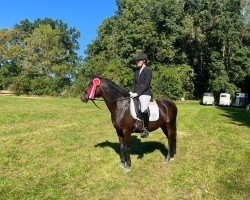 Zuchtstute Timms Anastasia (Deutsches Reitpony, 2009, von Mandela N)