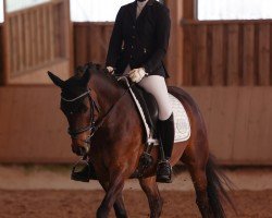 dressage horse Aluna 23 (German Riding Pony, 2016, from Diamant)