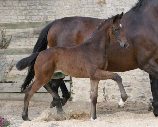 horse Ilmenau (Hanoverian, 2022, from In My Mind NRW)