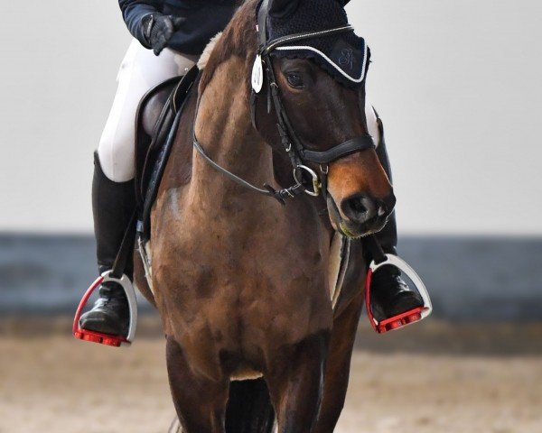 broodmare Penelope 403 (Hanoverian, 2016, from Perigueux) broodmare Penelope 403 (Hanoverian, 2016, from Perigueux)
