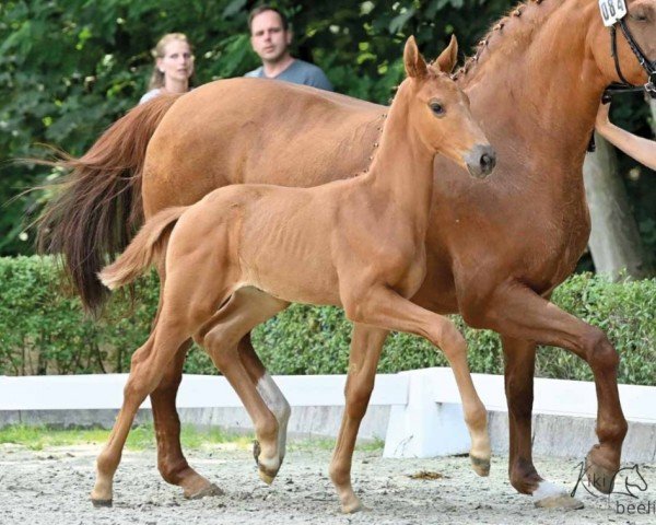 horse Verdejo (Oldenburg, 2022, from Va' Pensiero FRH)