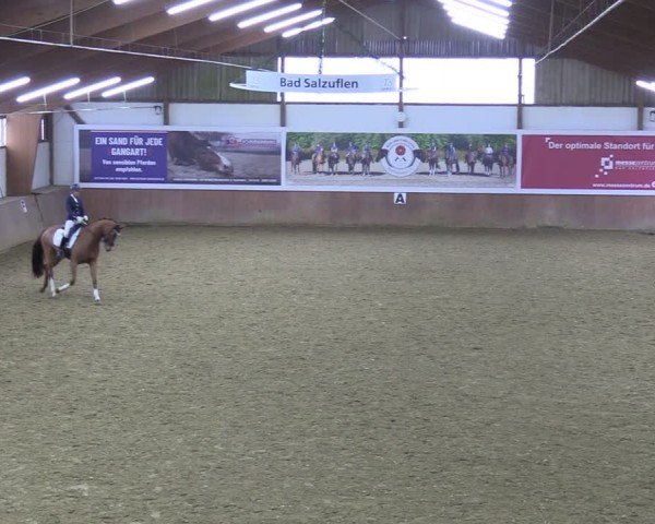 Reitturnier Bad Salzuflen 2024