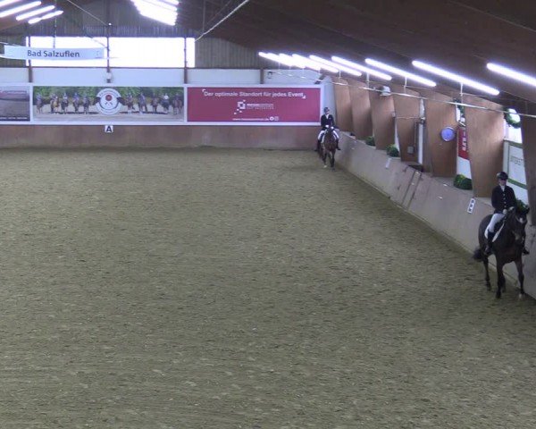 Reitturnier Bad Salzuflen 2024