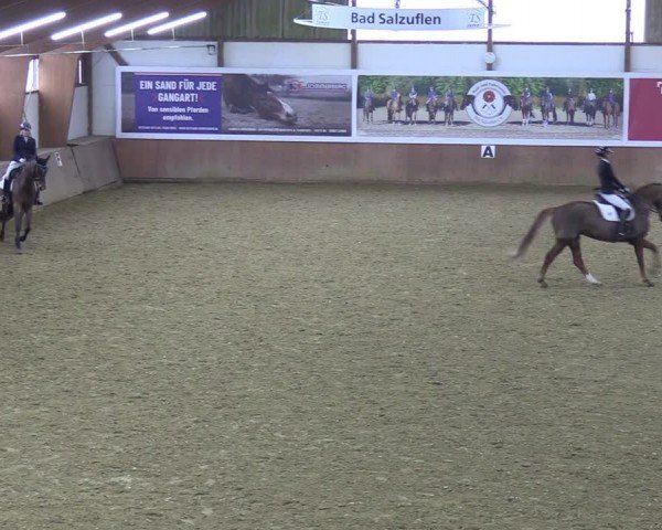 Reitturnier Bad Salzuflen 2024