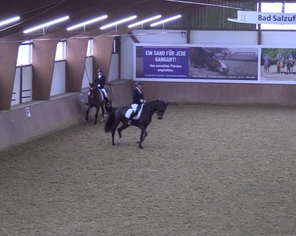 Reitturnier Bad Salzuflen 2024