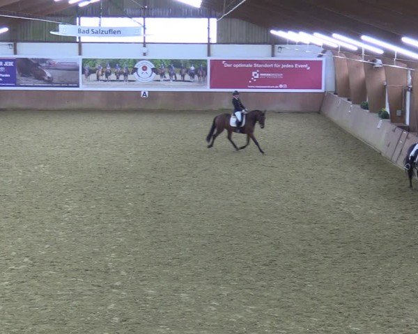 Reitturnier Bad Salzuflen 2024