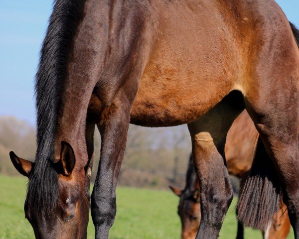 horse Showtime PW (Westphalian, 2022, from Salitos)