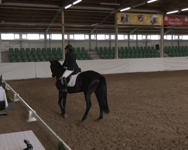 Reitturnier Zweibrücken-Landgestüt / Halle 2024
