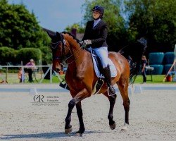 Springpferd Le Petit Prince Doruto (KWPN (Niederländisches Warmblut), 2008, von Elcaro)