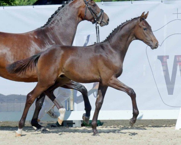Pferd Hengst von Secret Game / Franziskus (Westfale, 2022, von Secret Game)