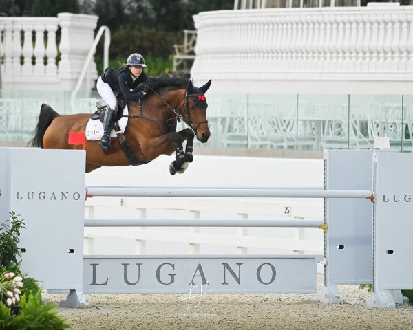 jumper Get Go (Hanoverian, 2012, from Grey Top)