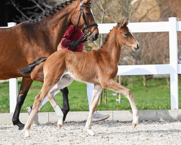 horse Fenomenal (German Sport Horse, 2023, from Fanegro)