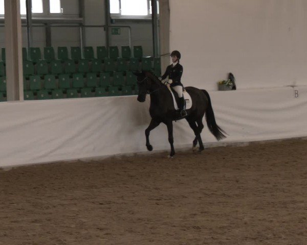 Reitturnier Zweibrücken-Landgestüt / Halle 2024