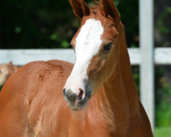 horse Alexa (Belgian Warmblood, 2014, from Jamal Vd Heffinck)