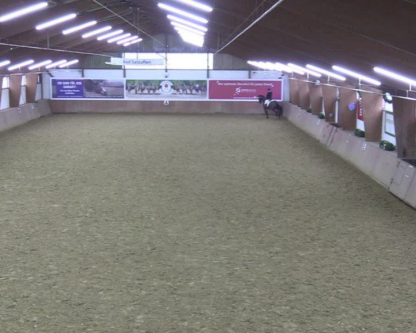 Reitturnier Bad Salzuflen 2024