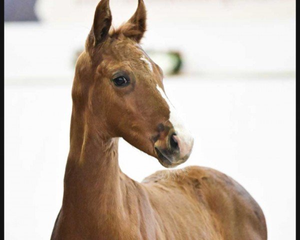 horse Solitär (German Sport Horse, 2023, from Segantini FRH)