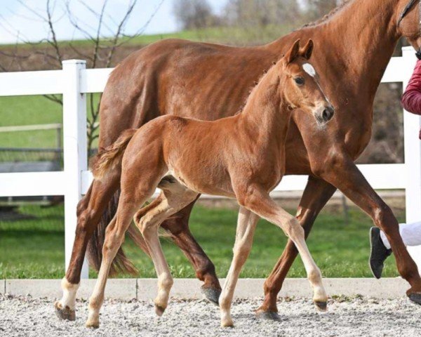 horse Extraklasse (German Sport Horse, 2023, from Escanto PS OLD)