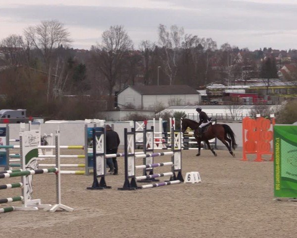 Reitturnier Zwickau 2024