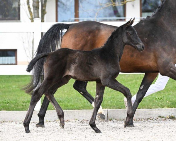 horse Senorita (German Sport Horse, 2023, from Secret)