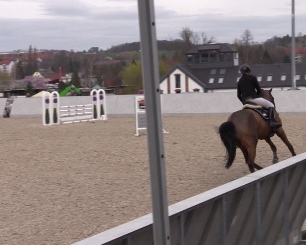 Reitturnier Zwickau 2024