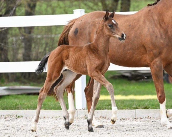horse Dynamic Vivaldi (German Sport Horse, 2023, from Dynamic Dream)