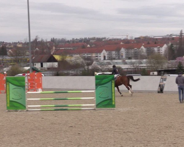 Reitturnier Zwickau 2024