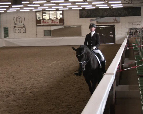 Reitturnier Zweibrücken-Landgestüt / Halle 2024