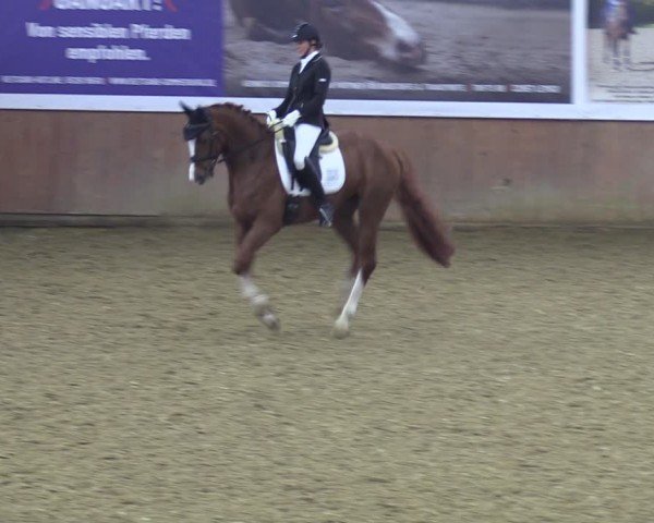 Reitturnier Bad Salzuflen 2024