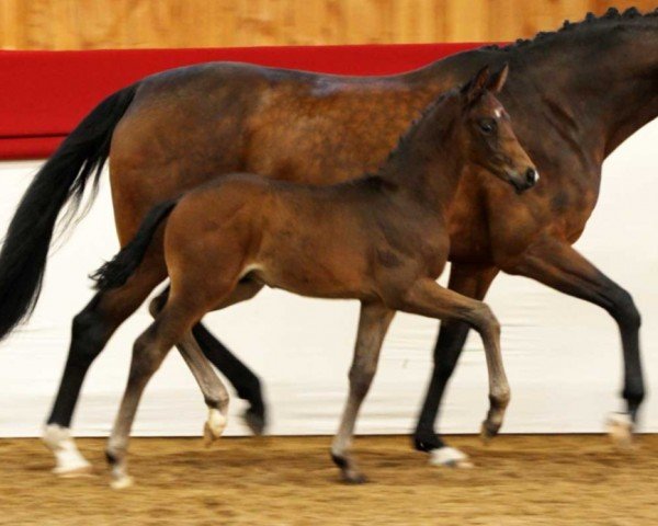 horse Escanello (German Sport Horse, 2023, from Escaneno)