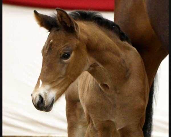 horse Eyes on me (German Sport Horse, 2023, from Extra Gold)