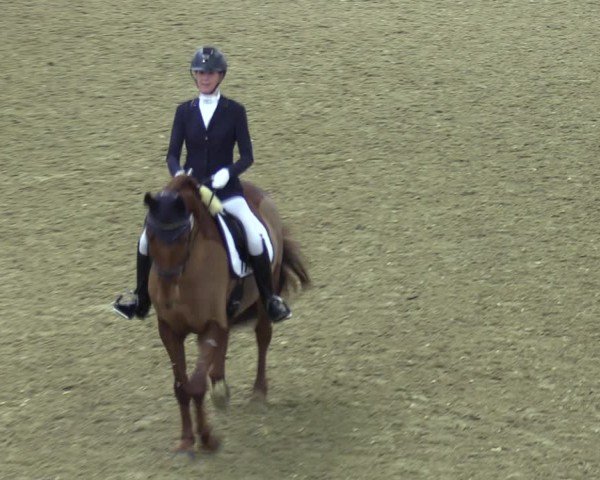 Reitturnier Bad Salzuflen 2024