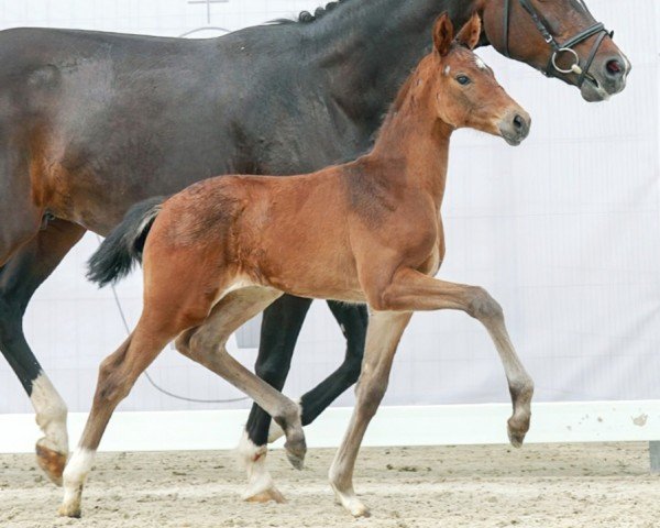 horse Extra Fein (Westphalian, 2023, from Extra Gold)