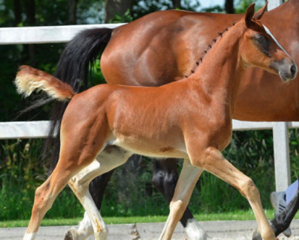 Caballo Onverra-k van 't Kattenheye (Sangre caliente belga, 2014, de Comme il Faut)