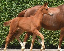 Caballo Stute von Extra Gold / Sensation (Oldenburgués, 2023, de Extra Gold)