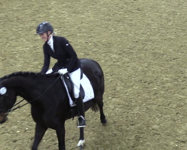 Reitturnier Bad Salzuflen 2024