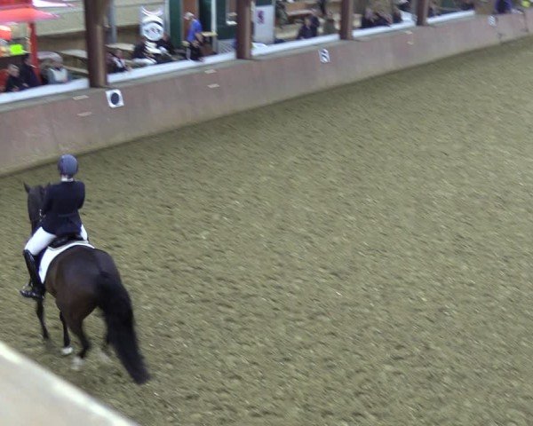 Reitturnier Bad Salzuflen 2024
