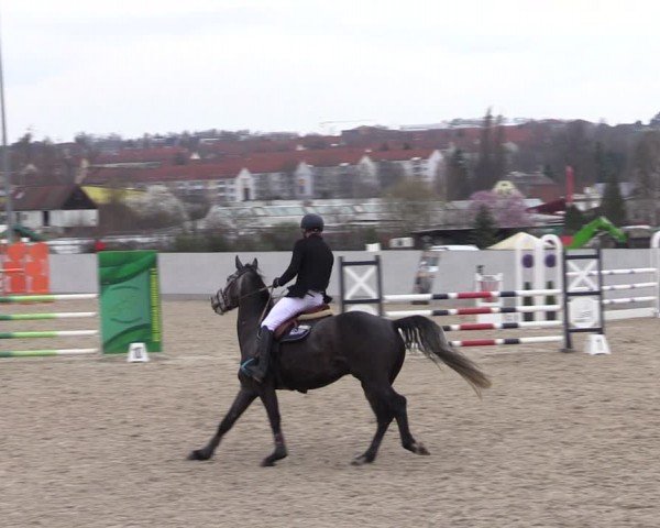 Reitturnier Zwickau 2024