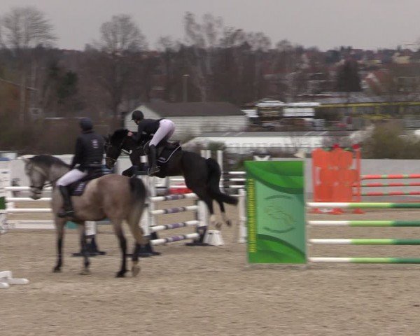Reitturnier Zwickau 2024