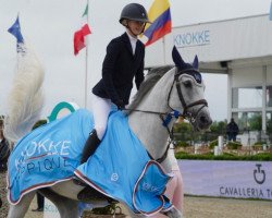 jumper Havana M (Brazilian horse, 2009, from Verdi)