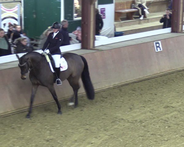 Reitturnier Bad Salzuflen 2024